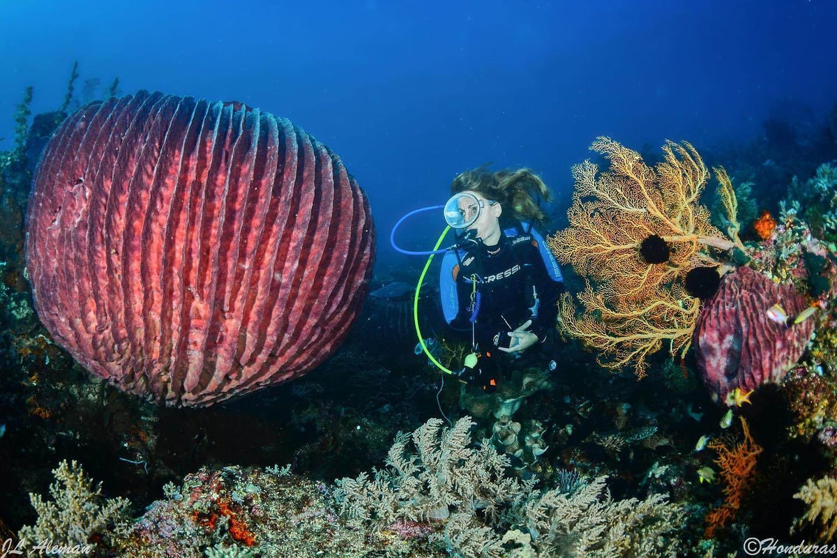 raja-ampat-halmahera-lembeh-02-sponge-diver